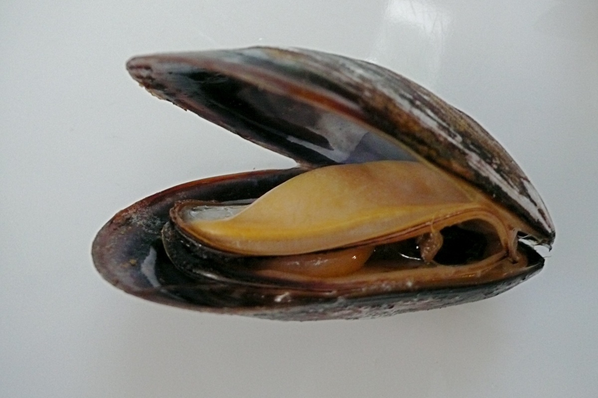 mussel2